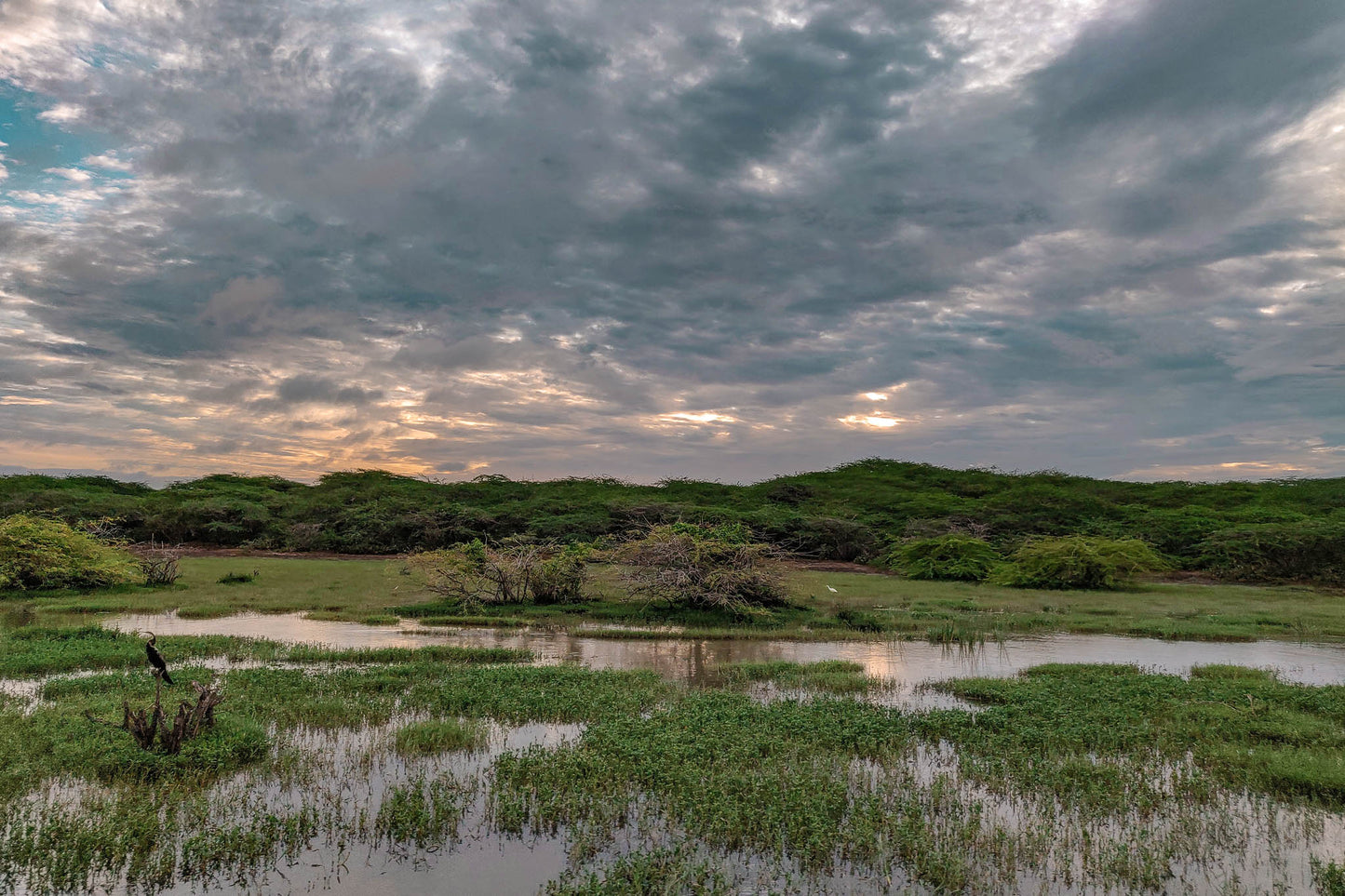 Bundala National Park Birdwatching Private Safari