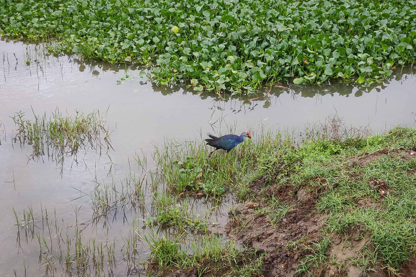 Bundala National Park Birdwatching Private Safari