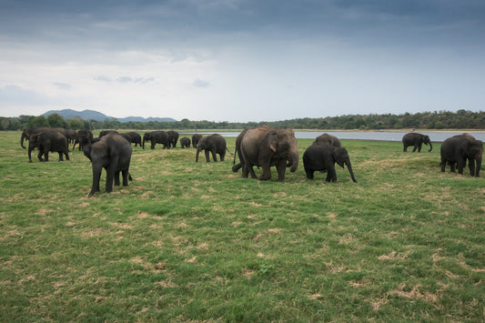 Elephant gathering in Minneriya National Park