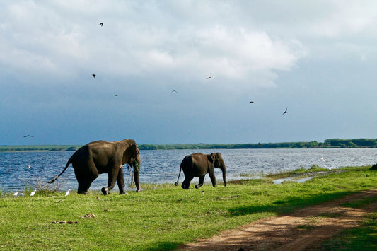 Elephants gathered near the water at Minneriya National Park, Sri Lanka