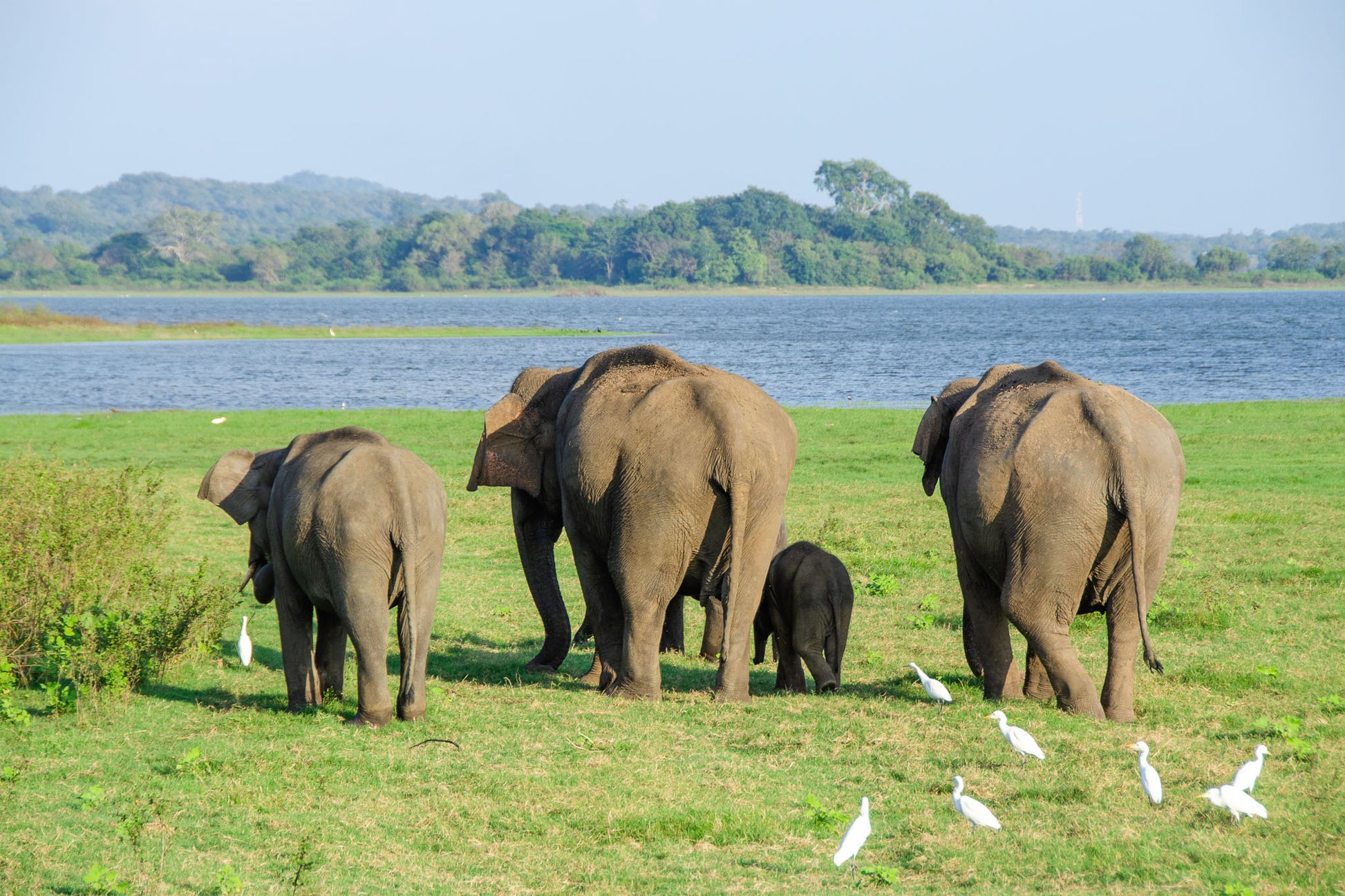 Scenic view of grasslands with elephants in Minneriya National Park, Sri Lanka