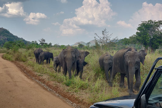Hurulu Eco Park Private Safari
