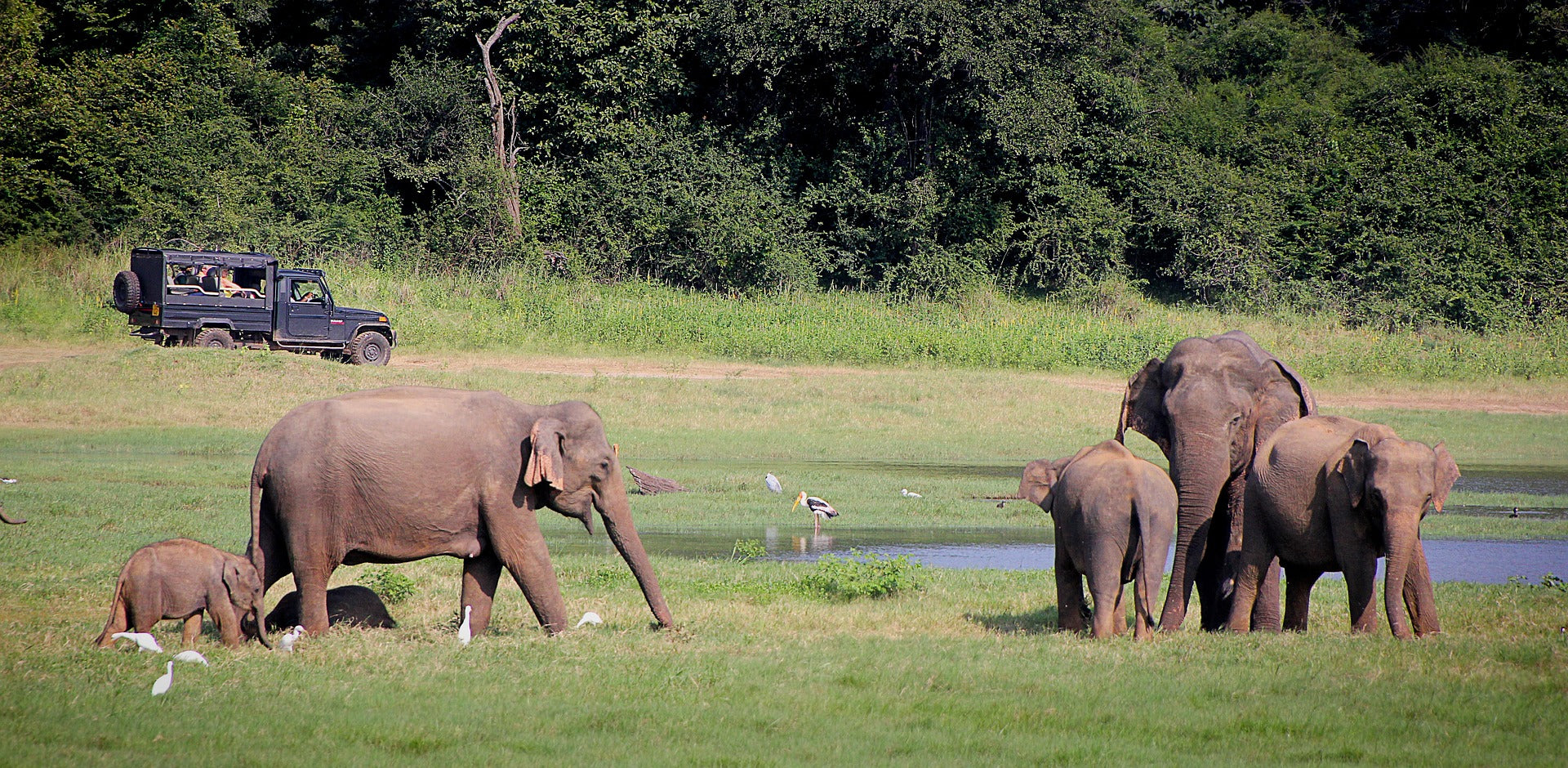 Safari experience with elephant sightings in Kaudulla National Park, Sri Lanka
