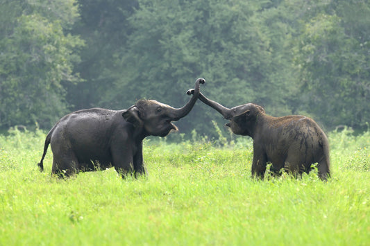 Elephants playing in Kaudulla National Park, Sri Lanka
