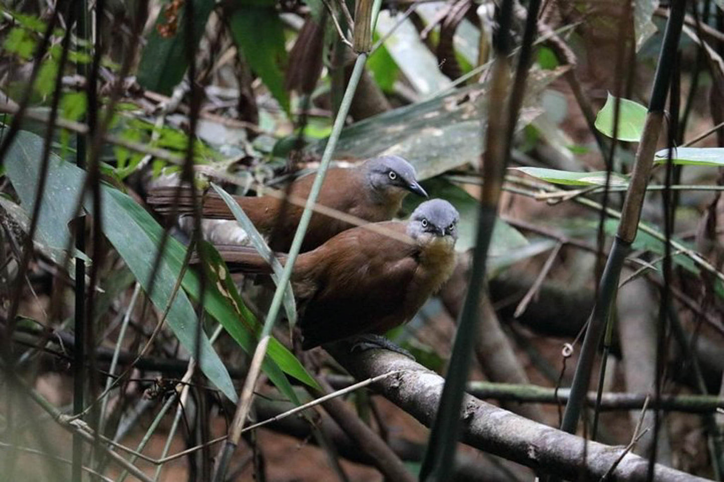 Birdwatching in Kitulgala