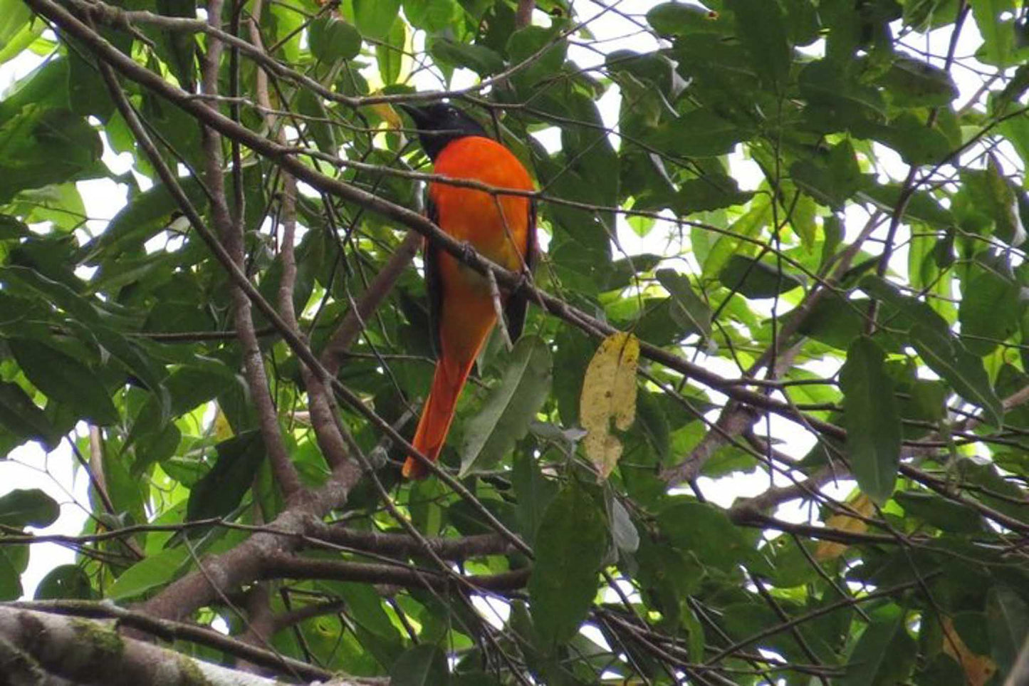 Birdwatching in Kitulgala