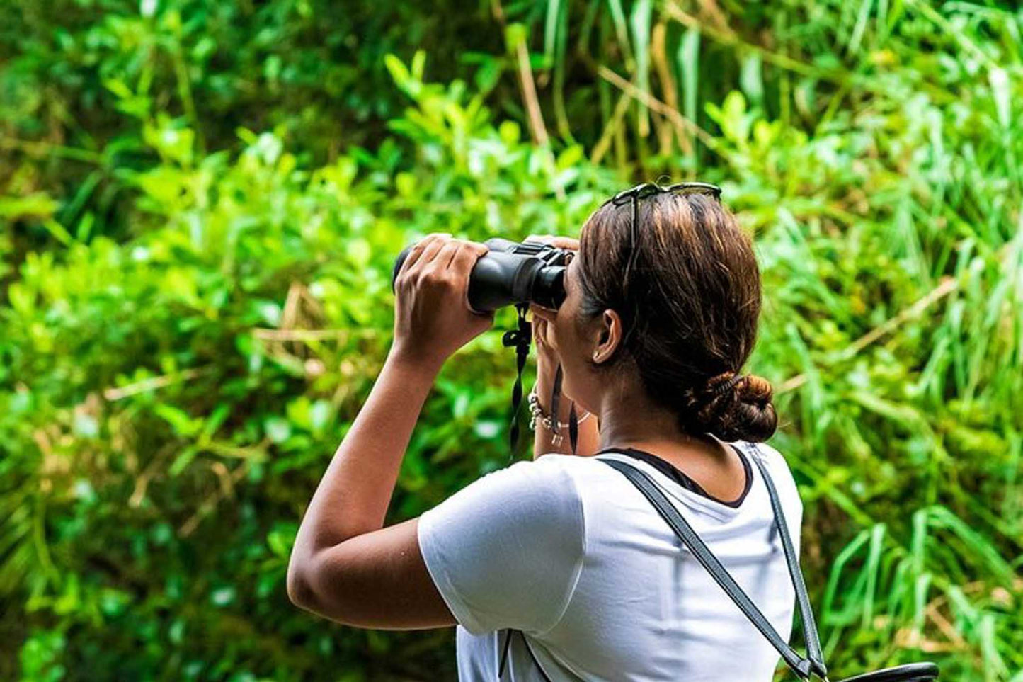 Birdwatching in Kitulgala