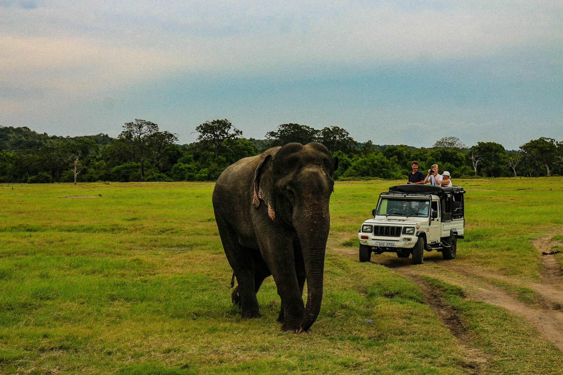 Safari experience with elephant sightings in Minneriya National Park