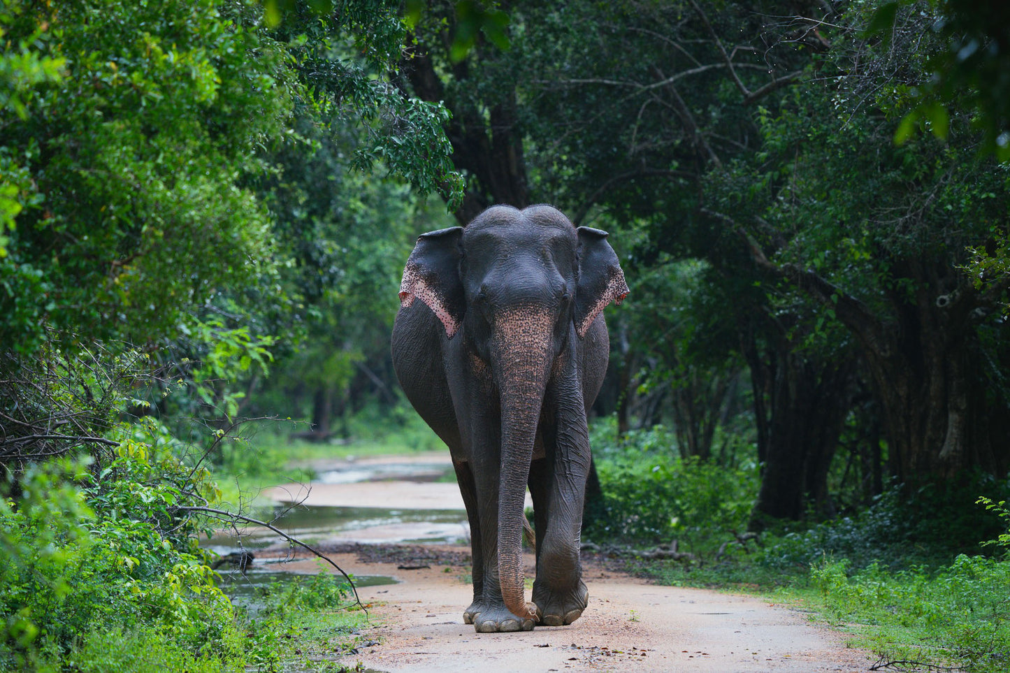 Majestic elephant roaming freely in Minneriya National Park, Sri Lanka