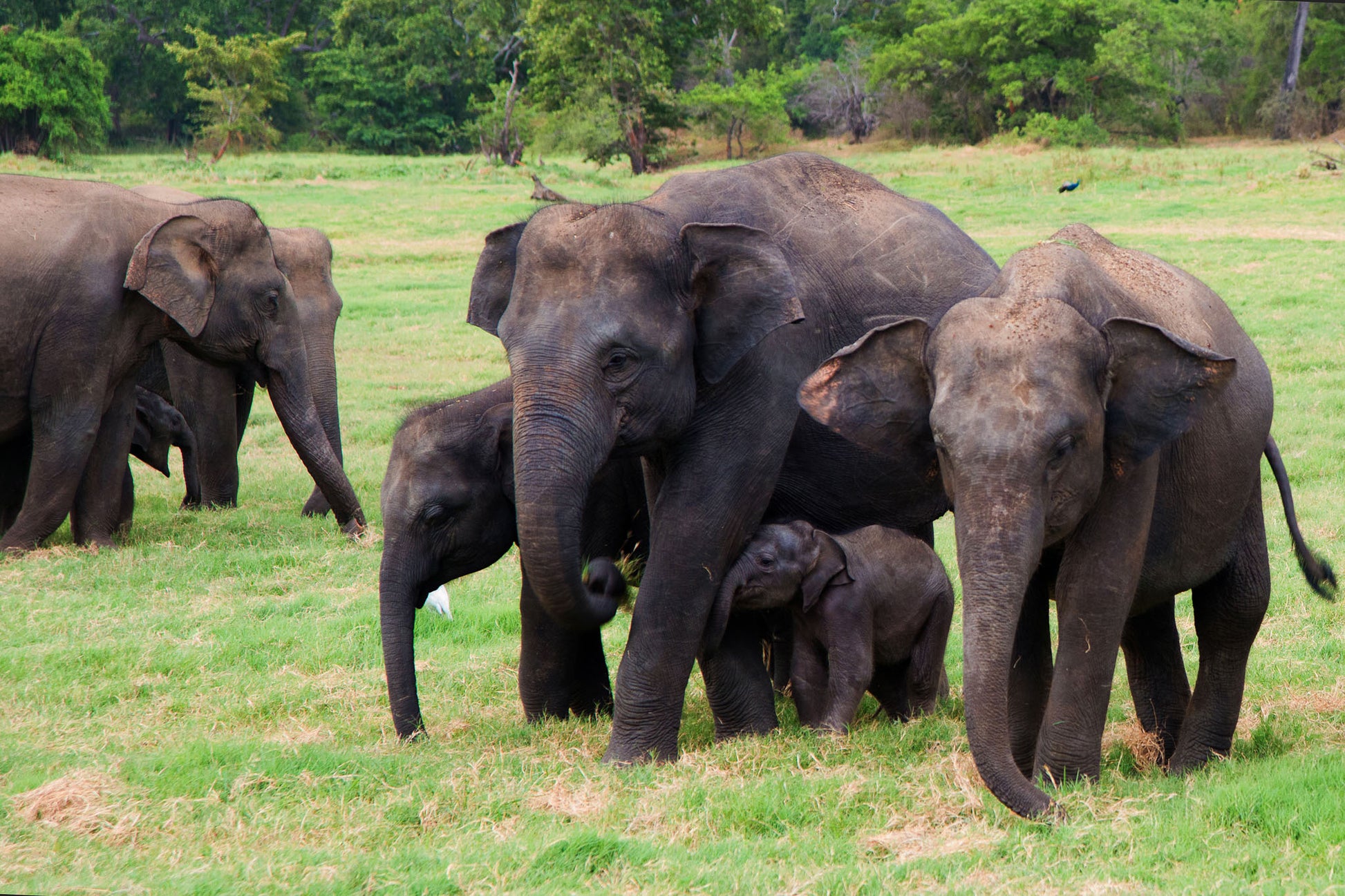 Close-up of wild elephant herd in Minneriya National Park