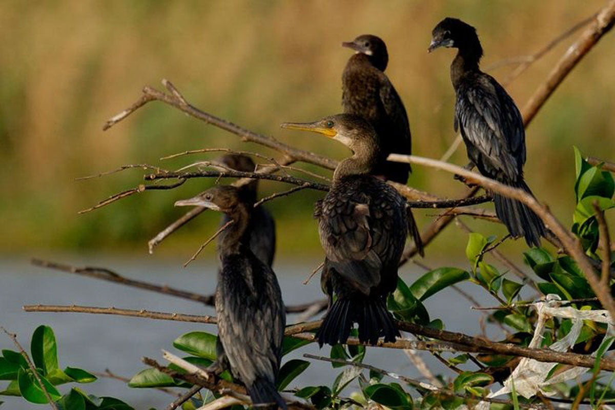 Birdwatching in Muthurajawela Marsh