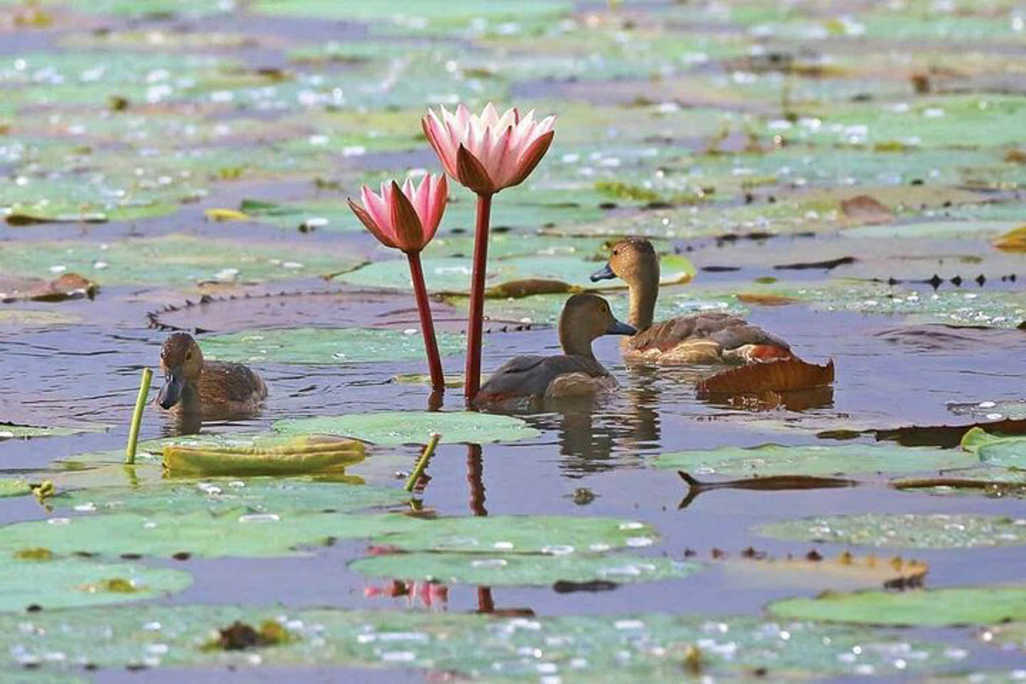 Birdwatching in Muthurajawela Marsh