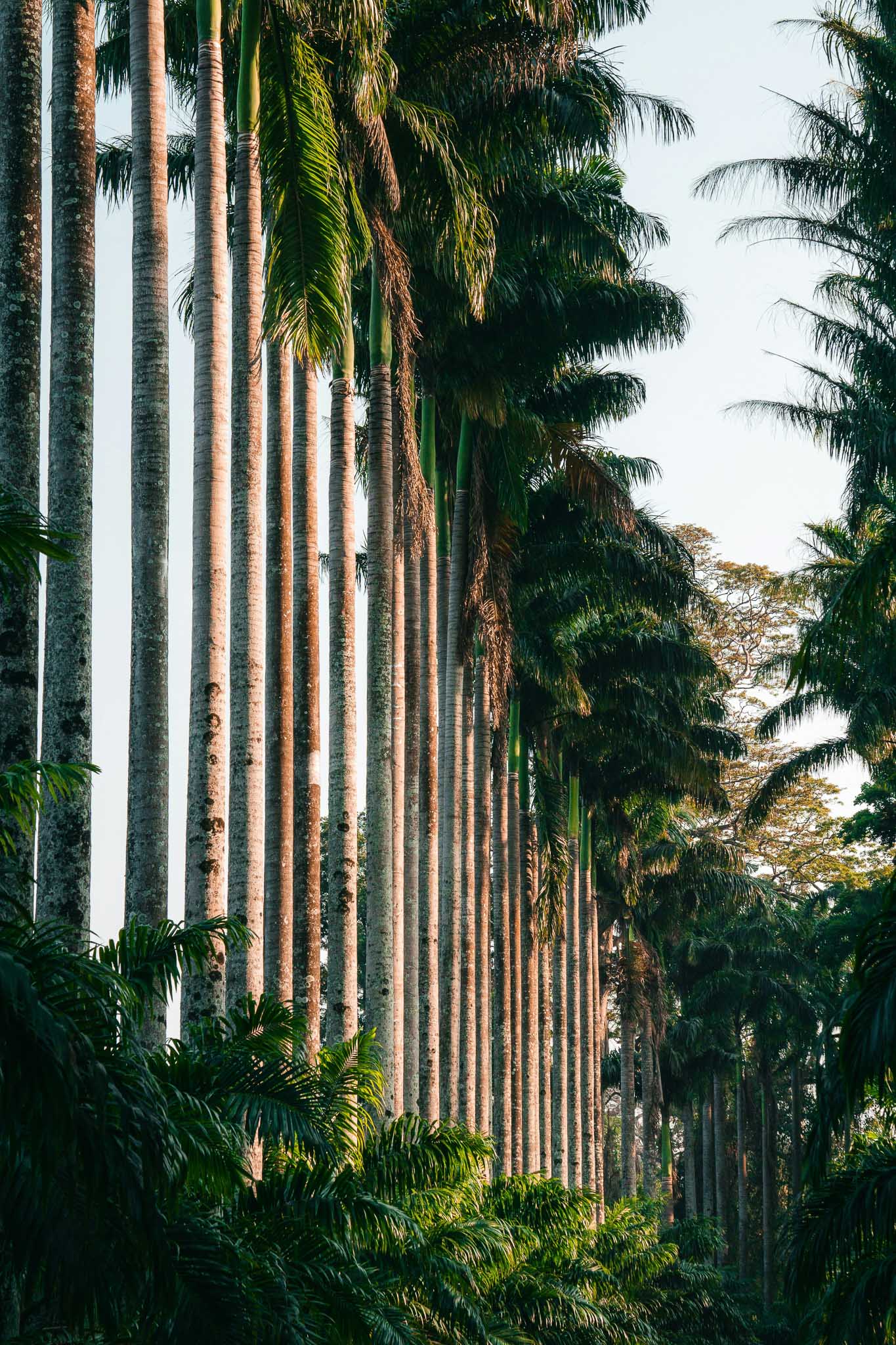 Kandy City Tour from Negombo