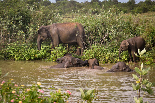 Udawalawe National Park Safari from Galle