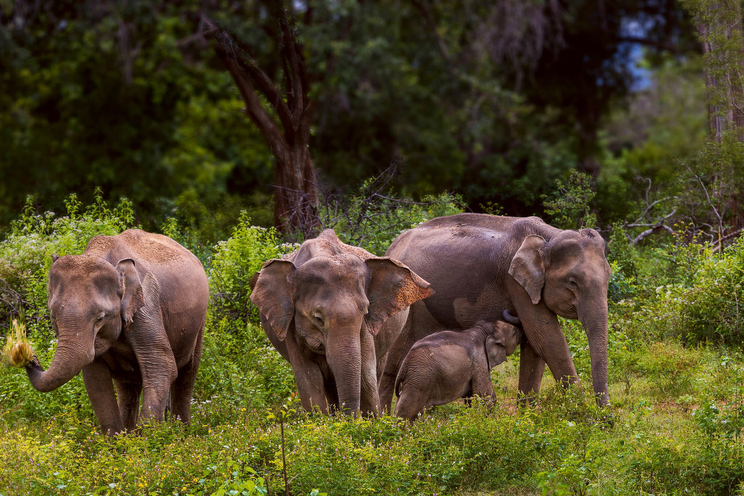 Family of elephants in there natural habitat in Udawalawe National Park