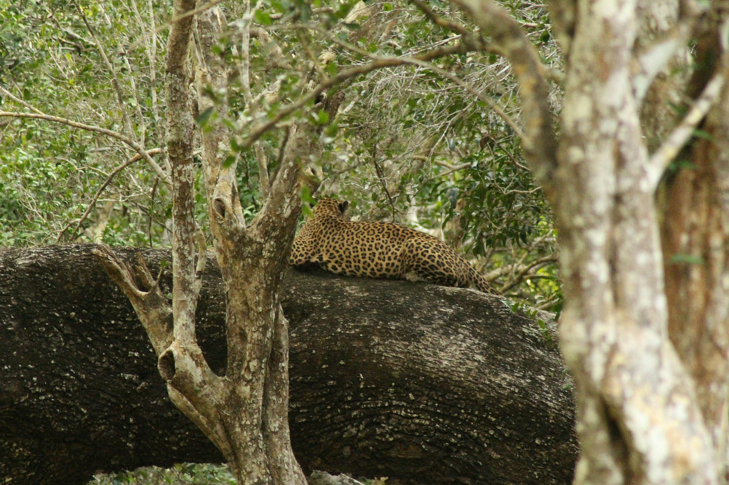 Wilpattu National Park Private Safari