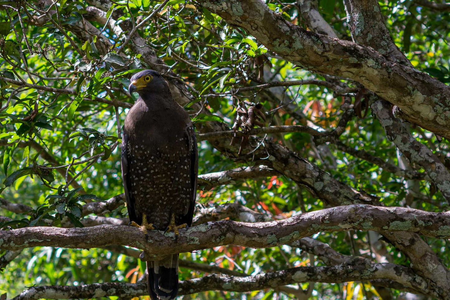 Wilpattu National Park Private Safari