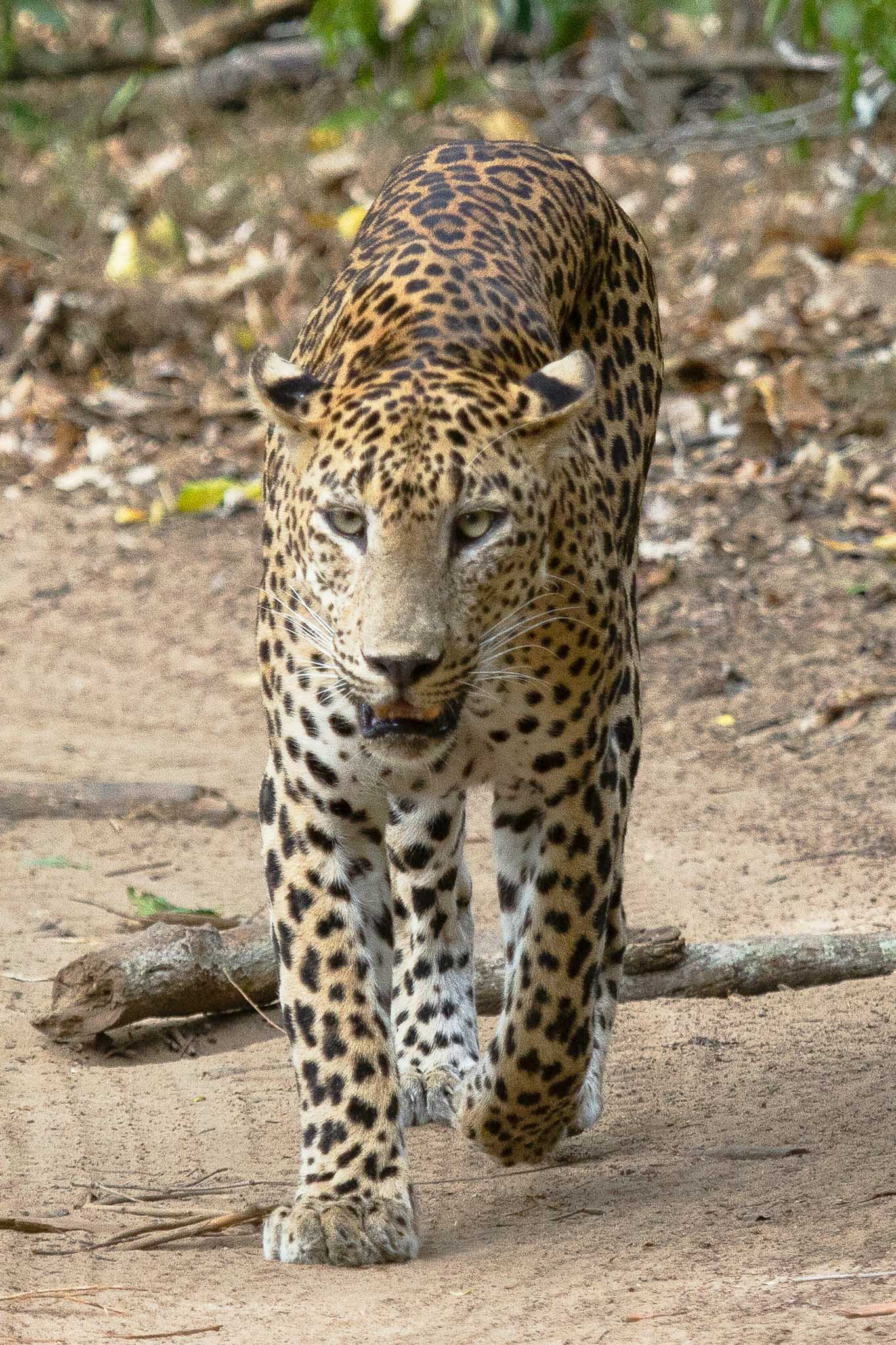 Wilpattu National Park Private Safari