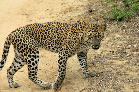 Yala National Park Safari from Tangalle