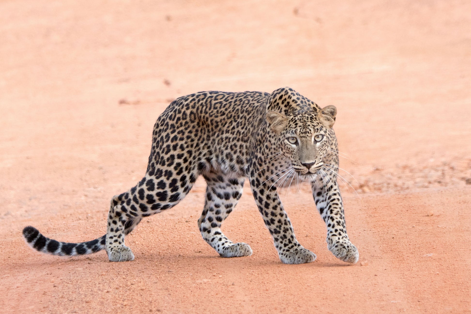 Leopard walking on a dirt path in Yala National Park, Sri Lanka