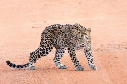 Leopard walking on a dirt path in Yala National Park, Sri Lanka