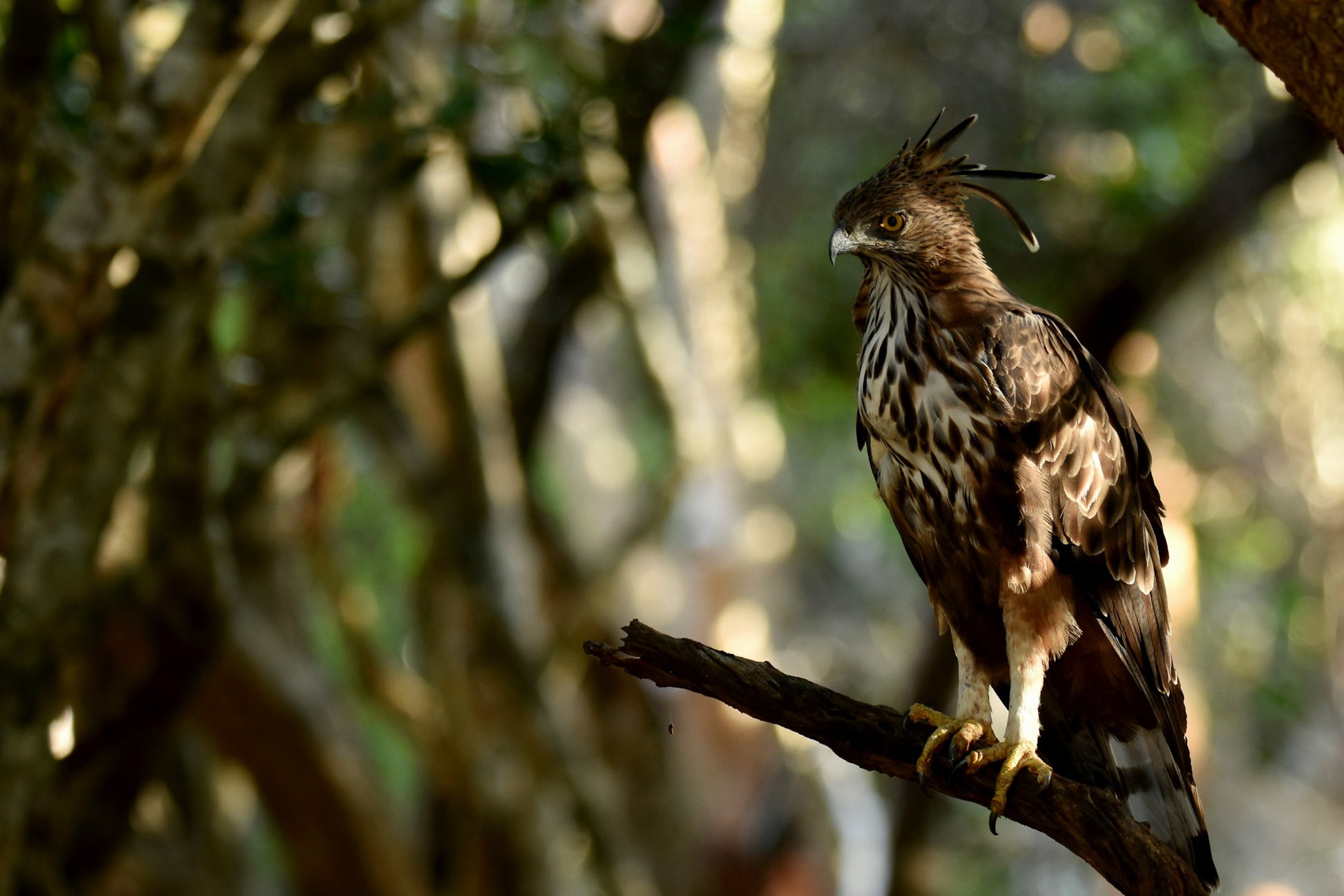 Close-up of a Crested Serpent Eagle in Yala National Park, Sri Lanka