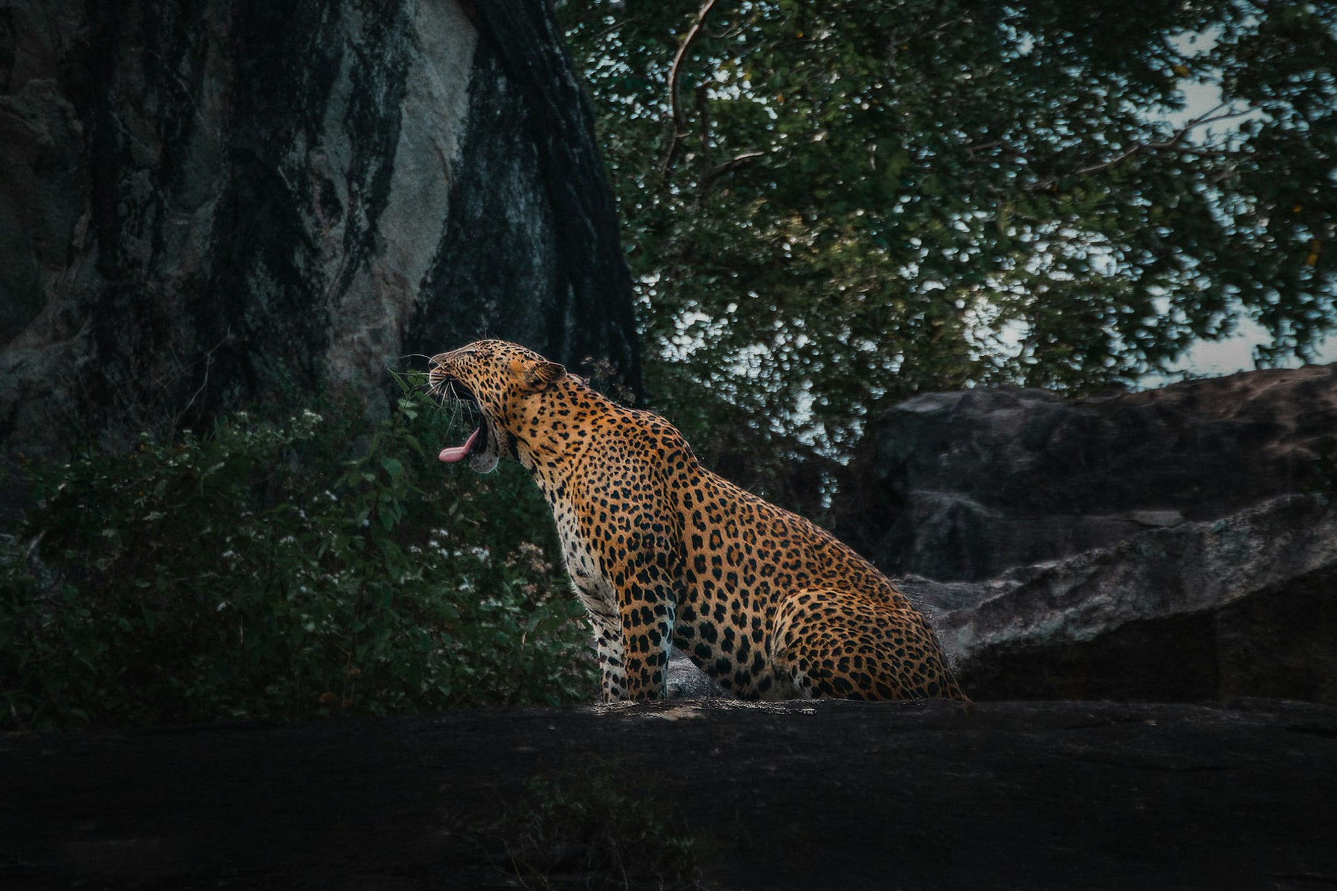 Leopard resting on a rock in Yala National Park, Sri Lanka